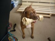 Wacky Dog