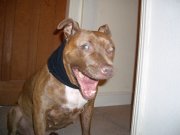 Wacky Dog Smiling