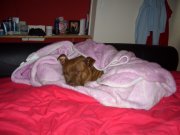Sleepy Jules