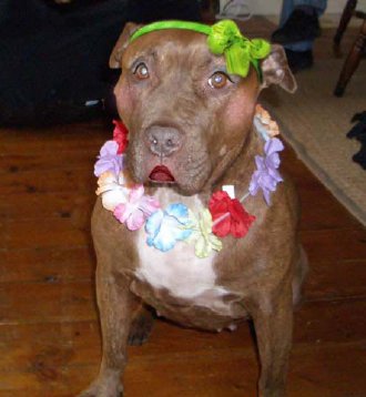 Wacky Dog post graphic designer