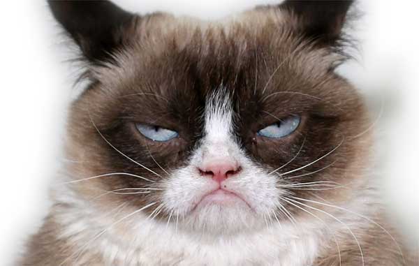 Grumpy 404 Cat