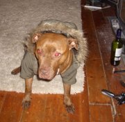 Wacky Dog in her coat